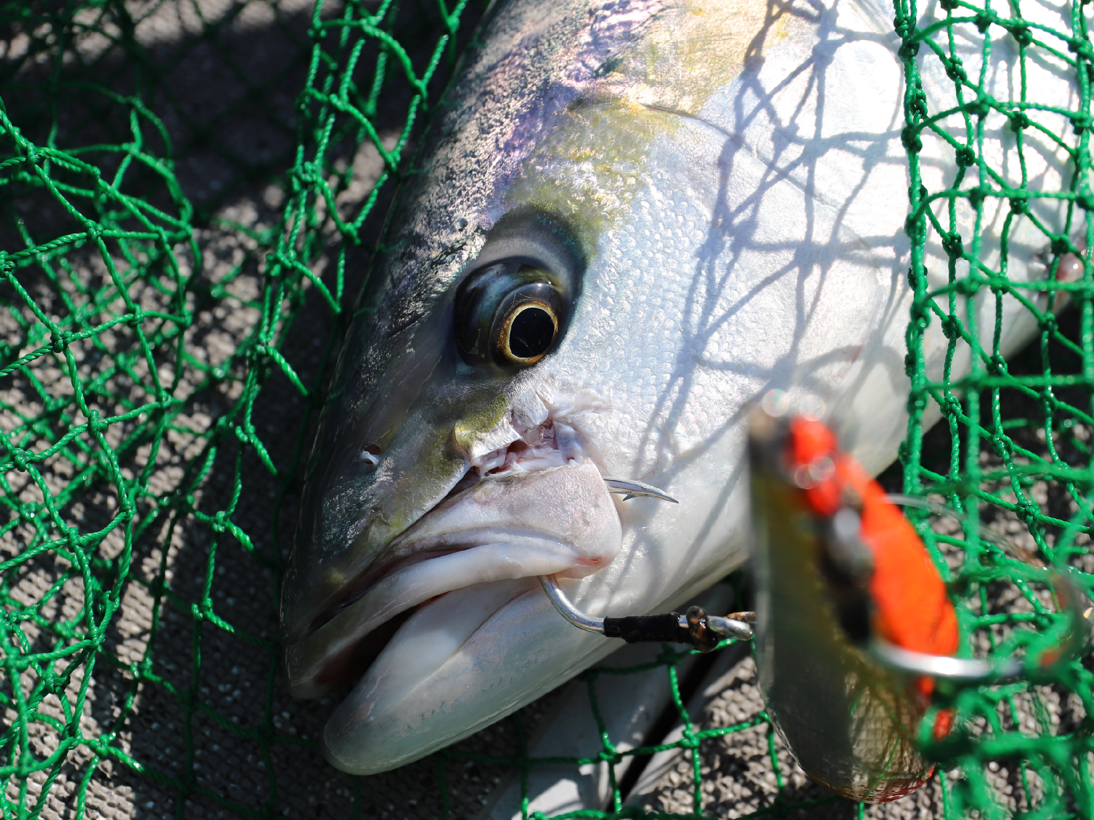 Gamakatsu Plugging Single World Recorder Single Assist - Image 7