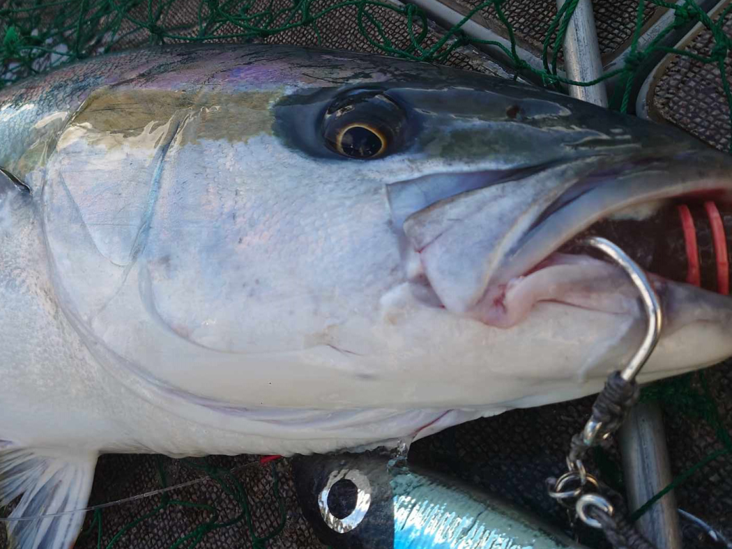 Gamakatsu Plugging Single World Recorder Single Assist - Image 6