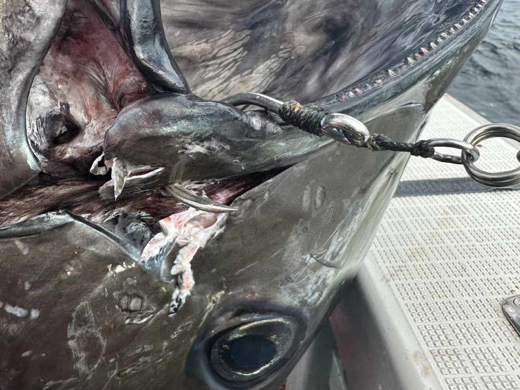 Gamakatsu Plugging Single World Recorder Single Assist - Image 5